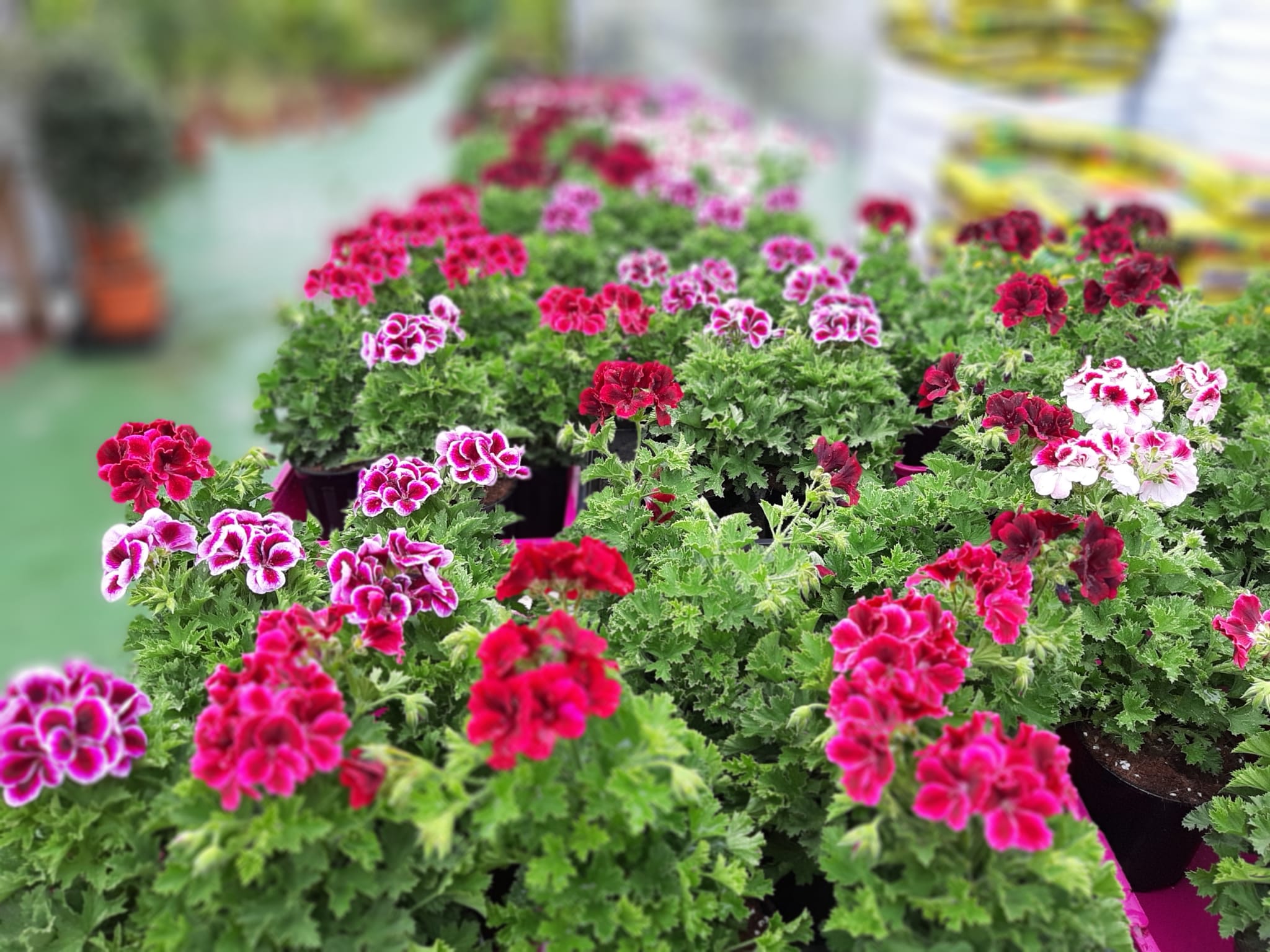 flores-en-elche