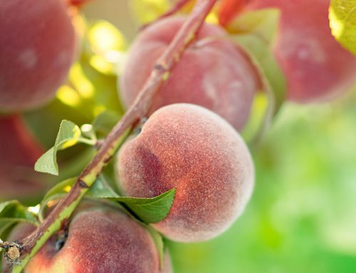 Frutales para plantar en invierno en Alicante