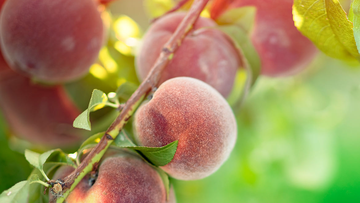 frutales-invierno-elche
