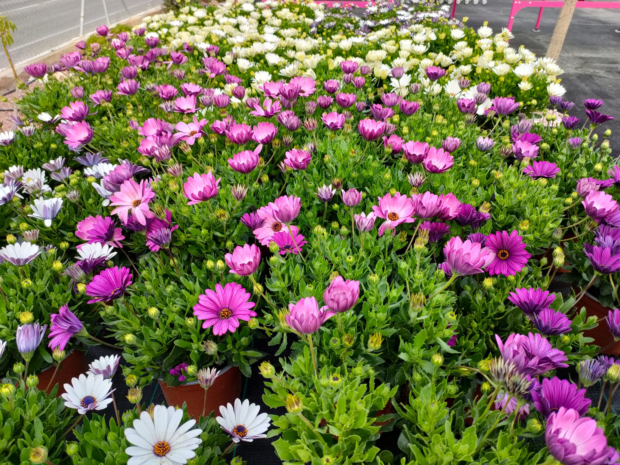 plantas-de-febrero-elche