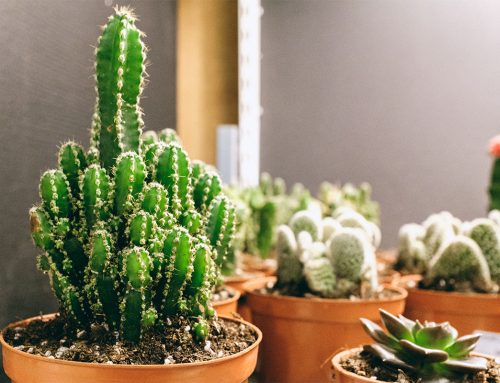 Decoración con cactus y suculentas para tu hogar