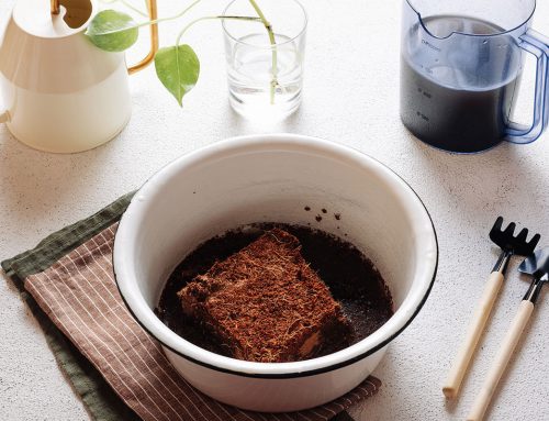 Sustratos para plantas de hogar 2022