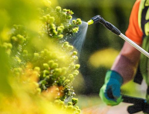 Abonos y fertilizantes más recomendados para este invierno
