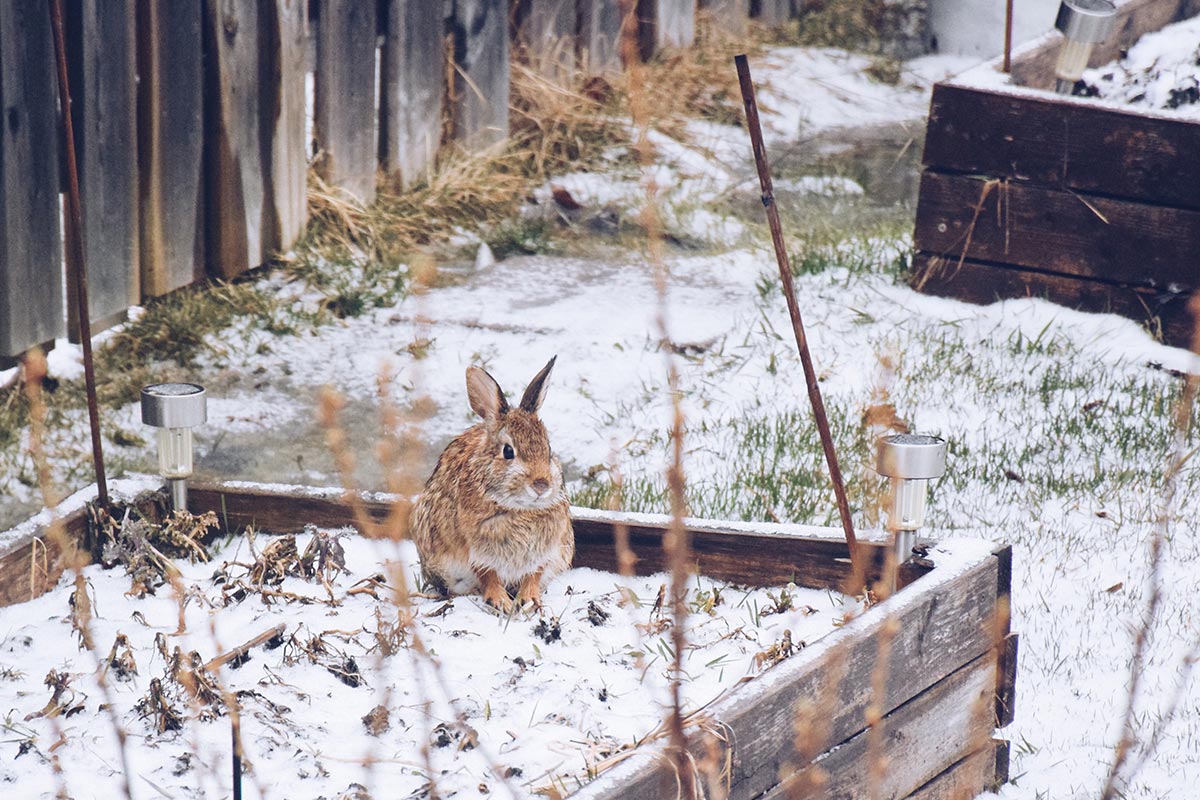 jardin-de-invierno