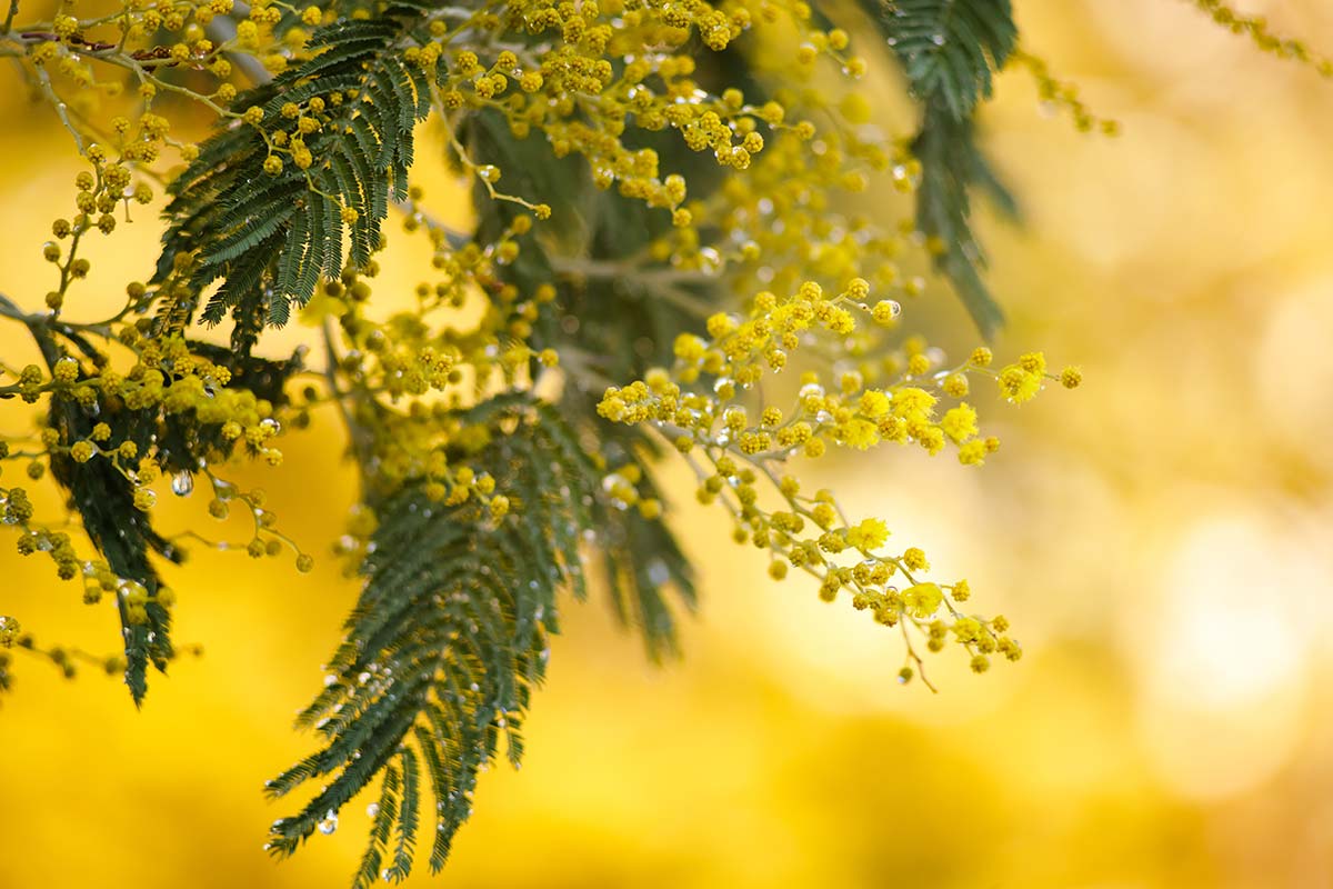 planta.mimosa-dia-internacional-de-la-mujer