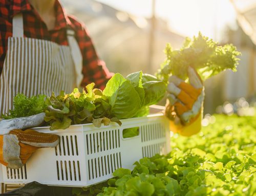 Cómo preparar la tierra para el cultivo de hortalizas