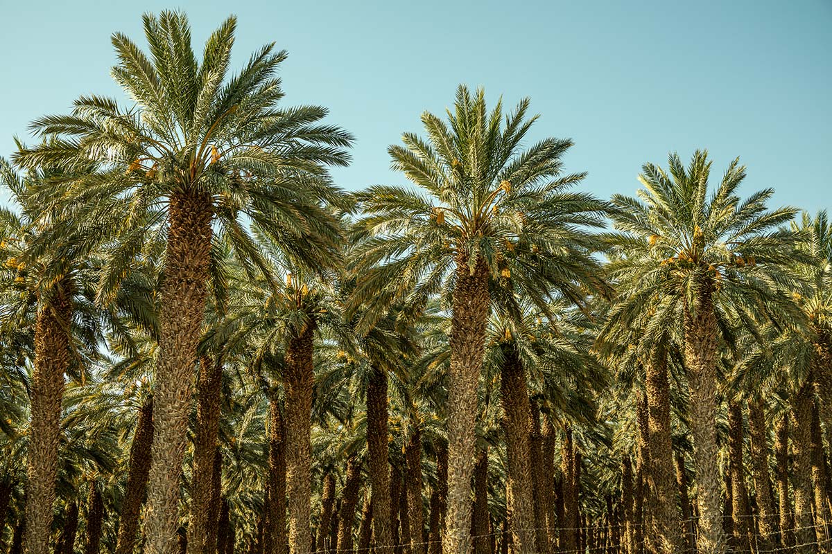 el-palmeral-elche