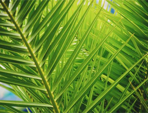 Cuidado y mantenimiento de palmeras en Elche: consejos para preservar estas emblemáticas especies de la zona.