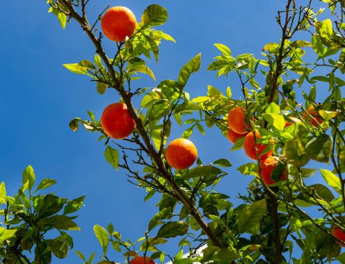 ¿Cómo cuidar tus árboles frutales este verano?