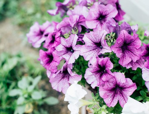 ¿Qué puedo plantar en verano?