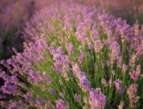 La planta del mes: Lavanda, una aliada perfecta para el verano
