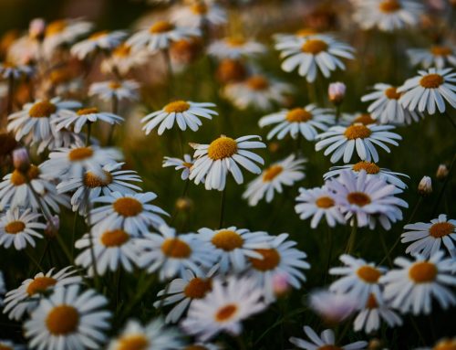 Flores que florecen en mayo: llena tu jardín de color