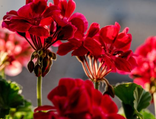 Plantas ideales para terrazas y balcones soleados