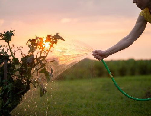 Cómo proteger tus plantas del calor extremo en agosto