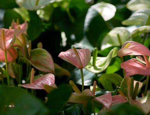 Top plantas de interior ideales para el otoño