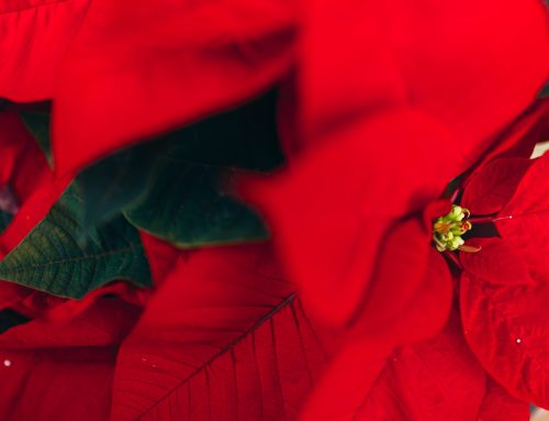 Historia y curiosidades de las plantas navideñas