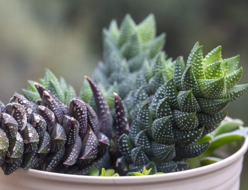 Errores comunes en el cuidado de plantas en invierno (y cómo evitarlos)