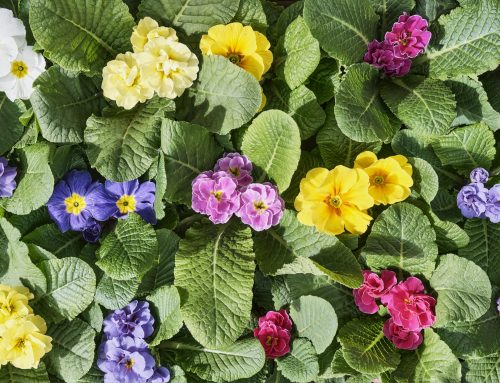 ¿Qué plantas florecen en invierno?