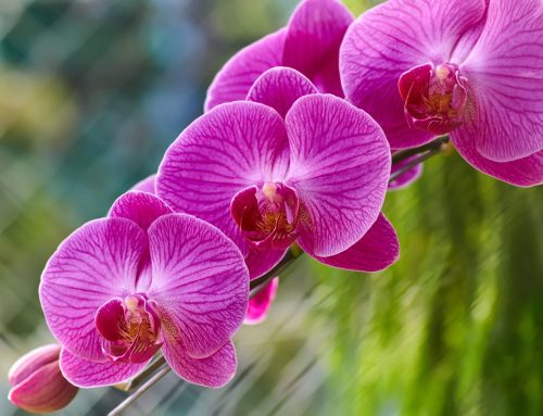 Plantas que simbolizan amor y su significado