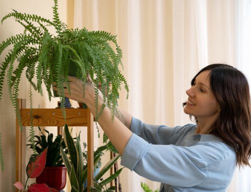 Época de alergias: qué plantas purifican el ambiente