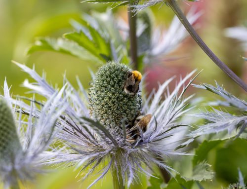 Plantas que atraen polinizadores: guía para crear un jardín lleno de vida