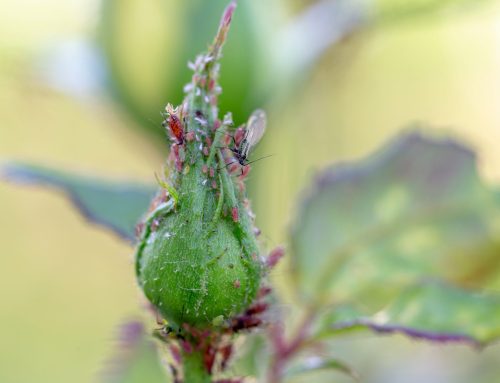 Abril en el jardín: No dejes que las plagas se adelanten