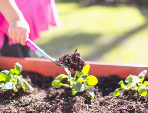 Abonado de verano: Qué plantas sí lo necesitan y cuáles debes dejar descansar