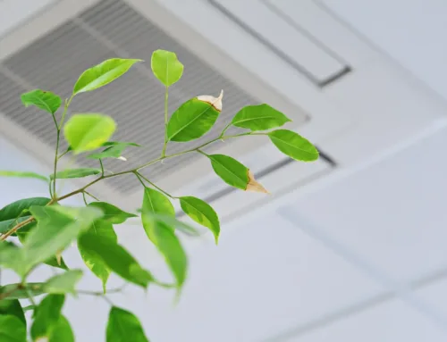 Plantas de interior en verano: Cómo protegerlas del aire acondicionado