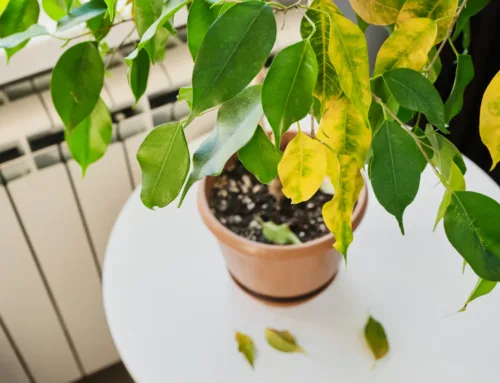 Hojas amarillas en verano: Cómo saber qué le pasa a tu planta