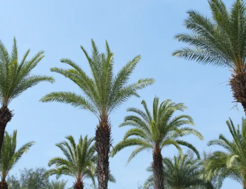 Poda de palmeras: Por qué la salud va antes que la estética