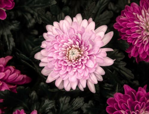Flores para Todos los Santos: crisantemos y alternativas que duran