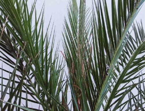 Picudo rojo y palmeras en Elche: cómo detectarlo a tiempo y qué es la endoterapia